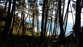 Kanonen-Strand durch den Baum lizenzfreie stockfotografie Kanonen-Strand durch den Baum lizenzfreie stockfotografie