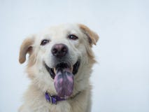Kaoklong, le chien le plus drôle et le plus heureux que j'ai vu image stock Kaoklong, le chien le plus drôle et le plus heureux que j'ai vu image stock