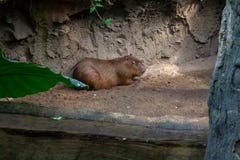 Kapibara relaksuje w zoo obraz stock Kapibara relaksuje w zoo obraz stock
