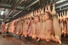 Karkassen van varkensvlees het hangen van haken in het koelhuis stock foto Karkassen van varkensvlees het hangen van haken in het koelhuis stock foto