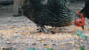 Karmazynki i koguty jedzą jedzenie z ziemi w wioska jardzie zamkniętym w górę widoku zbiory wideo Karmazynki i koguty jedzą jedzenie z ziemi w wioska jardzie zamkniętym w górę widoku zbiory wideo