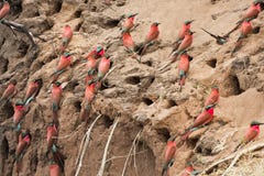 Karmijn bij-Eter Merops nubicoides in de Okavango-Delta, Bot royalty-vrije stock afbeeldingen Karmijn bij-Eter Merops nubicoides in de Okavango-Delta, Bot royalty-vrije stock afbeeldingen