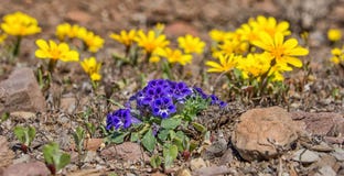 Karoo Violet wildflowers Royalty Free Stock Photography Karoo Violet wildflowers Royalty Free Stock Photography