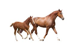 Kastanienpferd und sein nettes Fohlen, die schnell laufen lizenzfreies stockbild Kastanienpferd und sein nettes Fohlen, die schnell laufen lizenzfreies stockbild