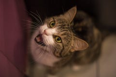 Kat die naast de deur mauwen royalty-vrije stock afbeelding Kat die naast de deur mauwen royalty-vrije stock afbeelding
