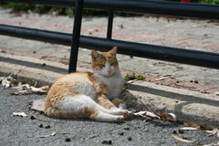 Kat die op een weg liggen stock afbeeldingen Kat die op een weg liggen stock afbeeldingen