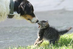Kat en hond
