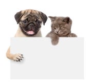 Kat en hond boven witte banner Geïsoleerdj op witte achtergrond royalty-vrije stock foto Kat en hond boven witte banner Geïsoleerdj op witte achtergrond royalty-vrije stock foto