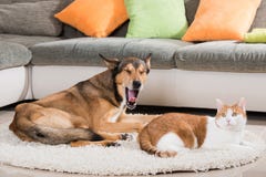 Kat en hond die in een woonkamer liggen Royalty-vrije Stock Foto Kat en hond die in een woonkamer liggen Royalty-vrije Stock Foto