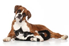 Kat en hond samen