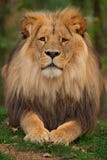Katanga Lion - Panthera leo bleyenberghi stock images Katanga Lion - Panthera leo bleyenberghi stock images