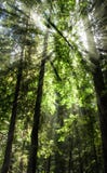 Kathedralen-Glühen lizenzfreies stockfoto Kathedralen-Glühen lizenzfreies stockfoto