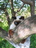 katt royaltyfri bild katt royaltyfri bild
