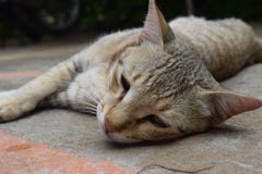 Katt arkivbild Katt arkivbild