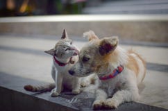 Katt- och hundfamilj Royaltyfri Fotografi Katt- och hundfamilj Royaltyfri Fotografi