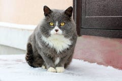 Katt på gatan i vinter angus fotografering för bildbyråer Katt på gatan i vinter angus fotografering för bildbyråer