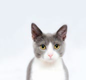 katt som ser upp arkivbild katt som ser upp arkivbild