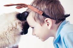 Kattbarnbalinese tillsammans att spela gullig vän royaltyfri bild Kattbarnbalinese tillsammans att spela gullig vän royaltyfri bild