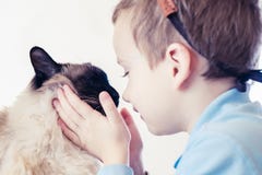 Kattbarnbalinese tillsammans att spela ung affektion arkivbilder Kattbarnbalinese tillsammans att spela ung affektion arkivbilder