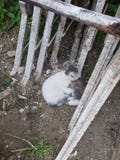 Kattbroder arkivbilder Kattbroder arkivbilder