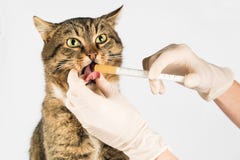 katten dricker medicin ge den djura medicinen arkivfoto katten dricker medicin ge den djura medicinen arkivfoto