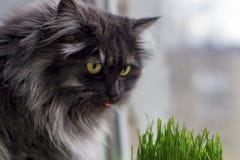 Katten sitter på fönstret arkivfoto Katten sitter på fönstret arkivfoto