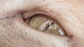 Kattenportret in dagelijks van het leven royalty-vrije stock afbeeldingen Kattenportret in dagelijks van het leven royalty-vrije stock afbeeldingen