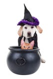 katthalloween häxa royaltyfri bild katthalloween häxa royaltyfri bild