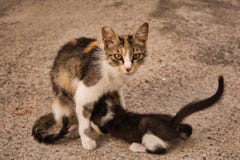 Kattmamman med hennes behandla som ett barn kattungen royaltyfria bilder Kattmamman med hennes behandla som ett barn kattungen royaltyfria bilder