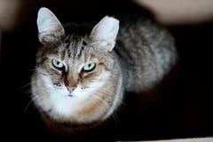 Kattsammanträde i ask arkivbild Kattsammanträde i ask arkivbild