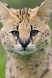 kattserval arkivfoton kattserval arkivfoton