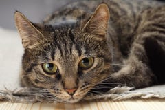 Kattstående. royaltyfri bild Kattstående. royaltyfri bild