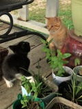Kattungar som får veta sig royaltyfri fotografi Kattungar som får veta sig royaltyfri fotografi