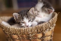 Kattungar som sover i en vide- korg arkivbild Kattungar som sover i en vide- korg arkivbild