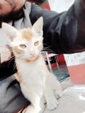 Kattunge royaltyfri foto Kattunge royaltyfri foto