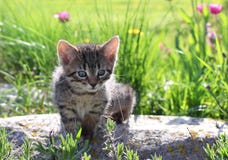 Kattunge som stirrar på en daggdroppe på ett grässtrå Royaltyfria Bilder Kattunge som stirrar på en daggdroppe på ett grässtrå Royaltyfria Bilder