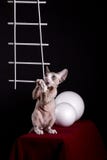 Kattungen av den Devon Rex aveln gnag ett plast- diagram Arkivfoton Kattungen av den Devon Rex aveln gnag ett plast- diagram Arkivfoton