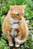 Katze auf der Natur Stockbild Katze auf der Natur Stockbild
