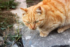 Katze auf der Stra?e lizenzfreie stockbilder Katze auf der Stra?e lizenzfreie stockbilder