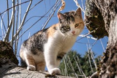 Katze auf einem Baum am sonnigen Tag lizenzfreie stockfotos Katze auf einem Baum am sonnigen Tag lizenzfreie stockfotos