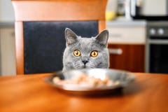 Katze betrachtet Nahrung auf den Tisch lizenzfreies stockfoto Katze betrachtet Nahrung auf den Tisch lizenzfreies stockfoto