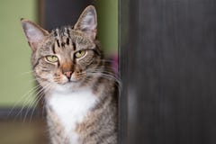 Katze der getigerten Katze, die nahe Tür sitzt lizenzfreie stockfotos Katze der getigerten Katze, die nahe Tür sitzt lizenzfreie stockfotos