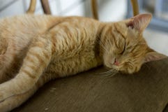 Katze, die auf einem Kissen schl?ft lizenzfreie stockbilder Katze, die auf einem Kissen schl?ft lizenzfreie stockbilder