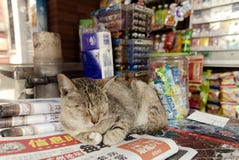 Katze, die auf einem Zeitungskioskkioskzähler liegt lizenzfreies stockbild Katze, die auf einem Zeitungskioskkioskzähler liegt lizenzfreies stockbild