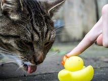 Katze, die heraus seine Zunge haftet lizenzfreies stockbild Katze, die heraus seine Zunge haftet lizenzfreies stockbild