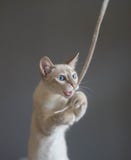 Katze, die mit Spitze auf einem grauen Hintergrund spielt lizenzfreies stockfoto Katze, die mit Spitze auf einem grauen Hintergrund spielt lizenzfreies stockfoto