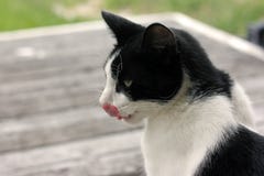Katze, die seine Nase leckt lizenzfreie stockfotos Katze, die seine Nase leckt lizenzfreie stockfotos