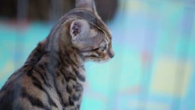 Katze in einem Rahmen Katze in einem Rahmen