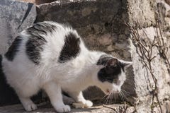 Katze in einer drohenden Lage, schützen Ihr Opfer lizenzfreies stockbild Katze in einer drohenden Lage, schützen Ihr Opfer lizenzfreies stockbild
