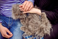 Katze ist in den Händen von Männern und von Frauen lizenzfreies stockbild Katze ist in den Händen von Männern und von Frauen lizenzfreies stockbild